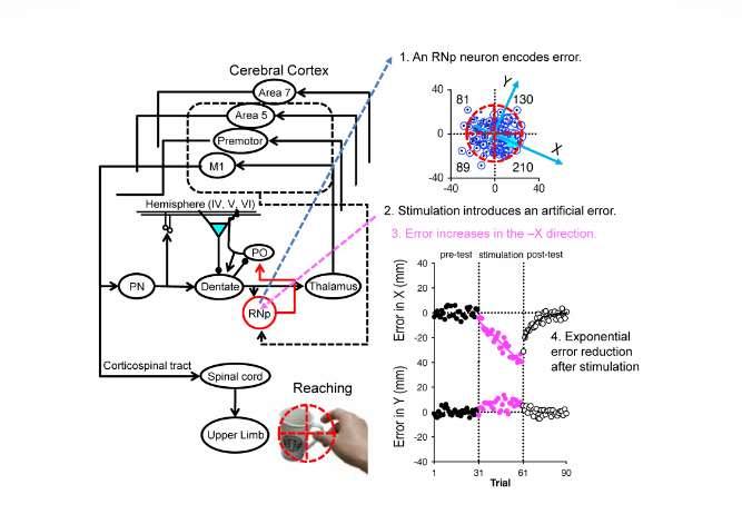 Tiny Brain Region Found to Drive Motor Learning in Reaching Movements 3 graphical abstract
