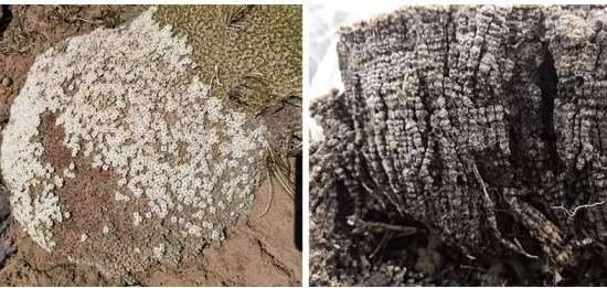 lichen in mount everest