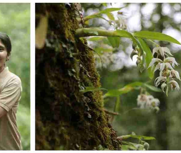 Nepal’s Reshu Bashyal Wins 2025 Whitley Award for Addressing Poaching of Orchids and Yews