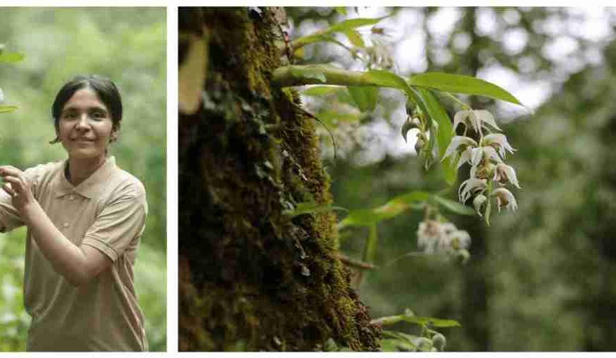 Nepal’s Reshu Bashyal Wins 2025 Whitley Award for Addressing Poaching of Orchids and Yews
