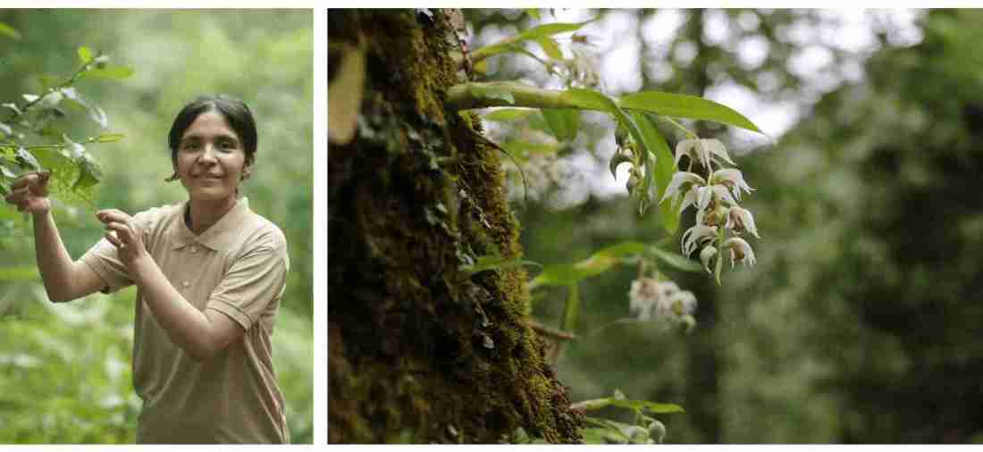 Nepal’s Reshu Bashyal Wins 2025 Whitley Award for Addressing Poaching of Orchids and Yews