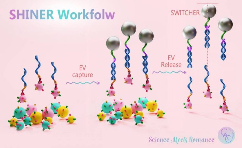 Science Meets Romance: New Tool Unlocks the Body’s “Messages in a Bottle” to Detect and Treat Disease 3 shiner