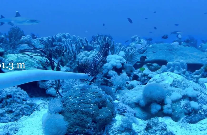 New research reveals Benham Bank as one of the Philippines’ richest deep coral ecosystems