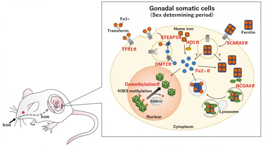 Maternal iron levels: an immense influence on sex determination in embryos 3 Fig. 2 Tachibana