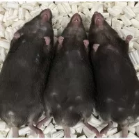 Fig.1 Tachibbana