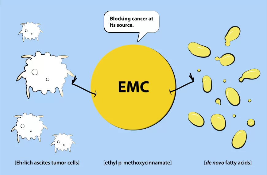Newly discovered cancer cell energy pathway blocked with natural substance
