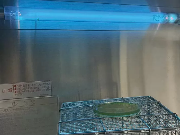 Illuminated changes: Enhancing D-lactic acid output with UV irradiation