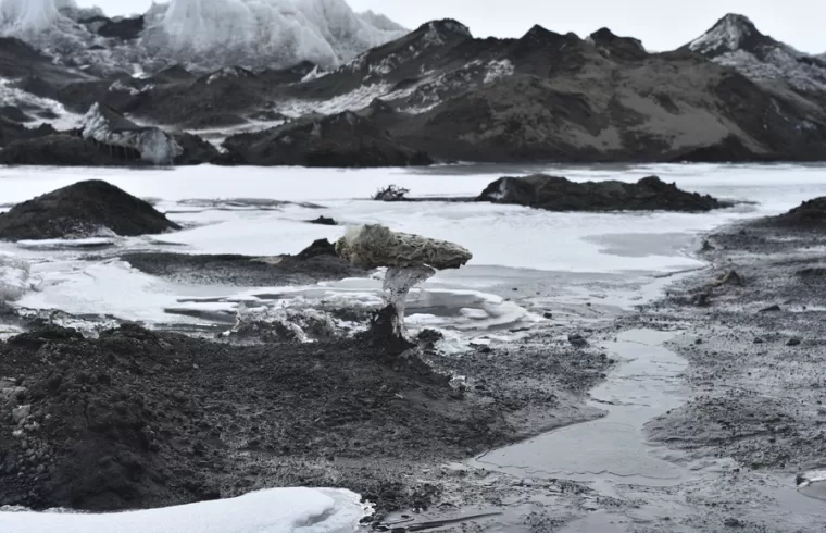 A marine sponge transported from the seafloor to the surface of the McMurdo Ice Sheet in the proximity of meltwater ponds. Credit: Roger Summons
