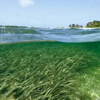 MIT Microplastics Pollution 01 0