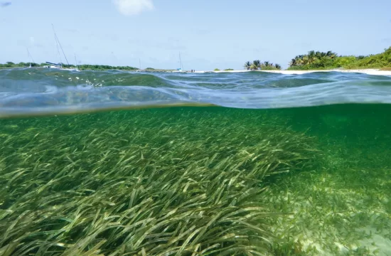 MIT Microplastics Pollution 01 0