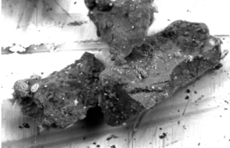 Scanning electron micrograph of the number
