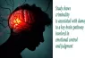 brain and crime study
