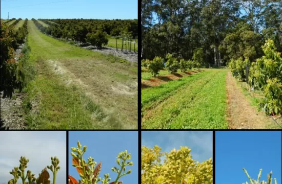 Avocado orchards