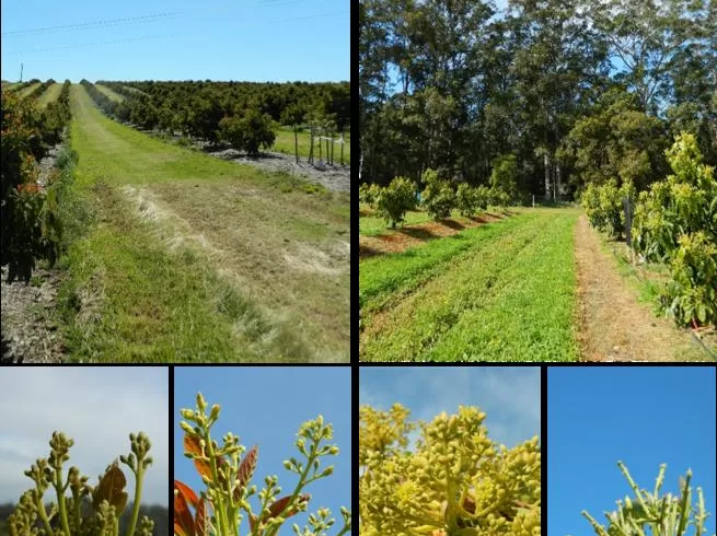 Avocado orchards