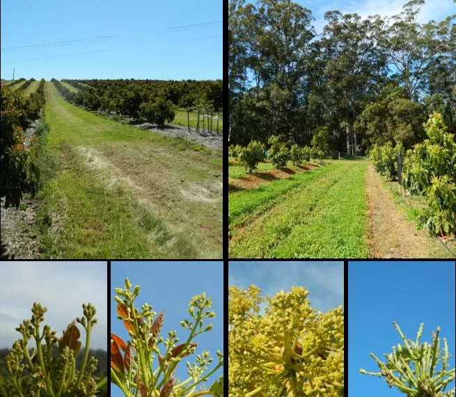 Native habitats hold the key to the much-loved smashed avocado’s future