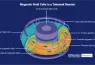 Diagram of the magnetic fields coils and fusion plasma in a tokamak reactor