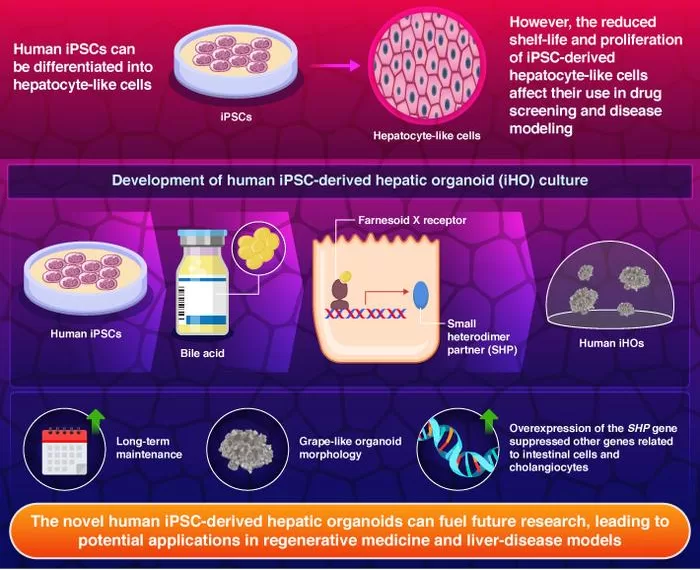 Breaking new ground: Novel human stem cell-derived liver organoids
