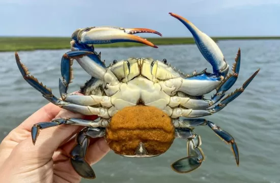 Low Res egg bearing crab body