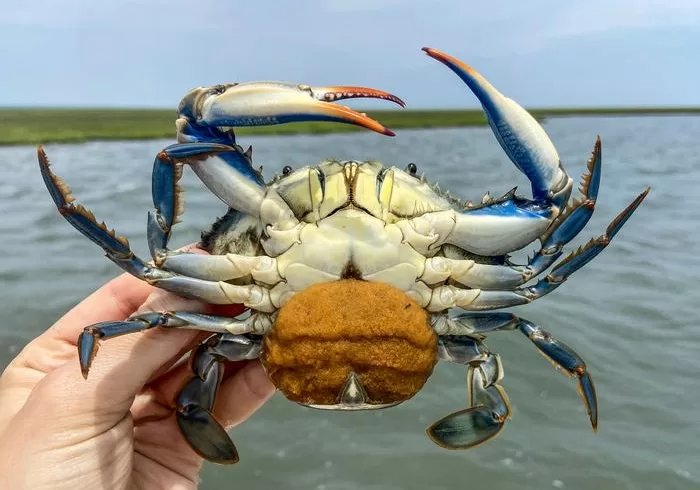 Low Res egg bearing crab body