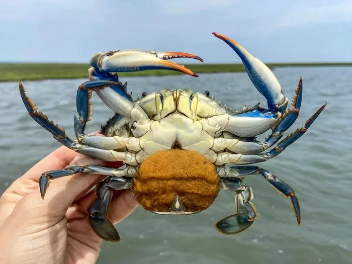 Can a parasitic worm help rebuild blue crab populations in the Chesapeake Bay?