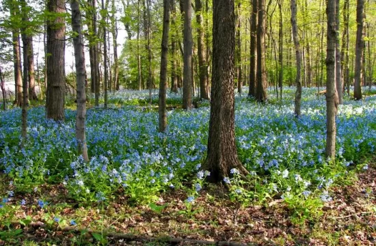 Trelease woods