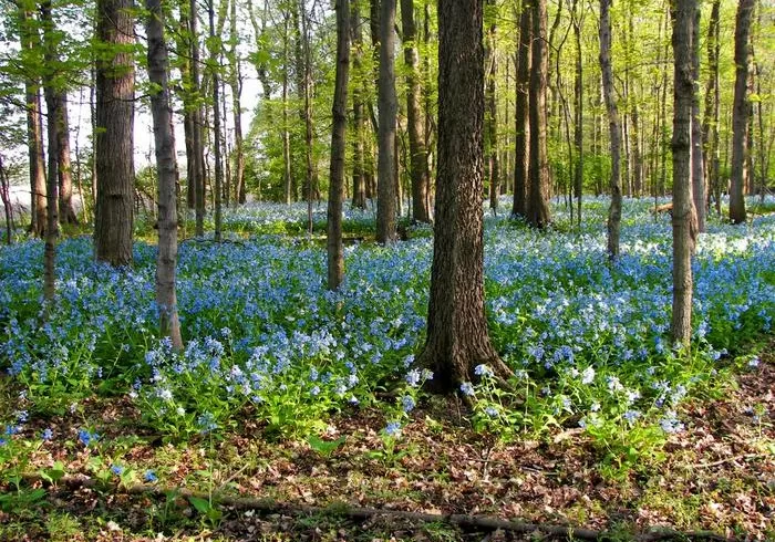 Trelease woods