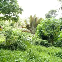 agroforest