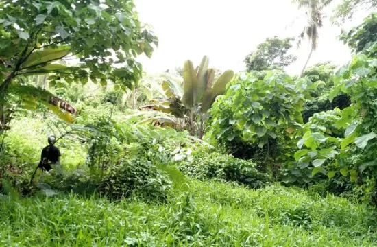 agroforest
