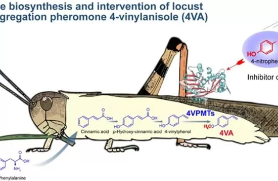 biosynthesis and intervention of locust aggregation pheromone 4 vinylanisole