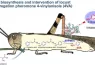 biosynthesis and intervention of locust aggregation pheromone 4 vinylanisole