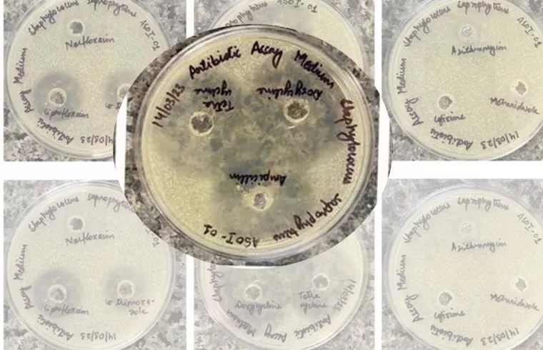 resistance bacteria 1