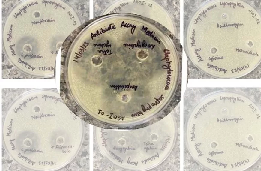 Antibiotic-Resistant Bacteria Found in Southern Ocean