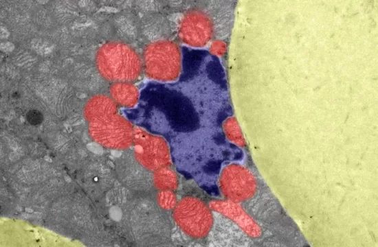 Mitochondria in brown fat tissue