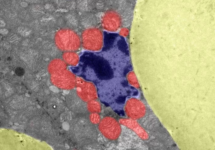 Mitochondria in brown fat tissue