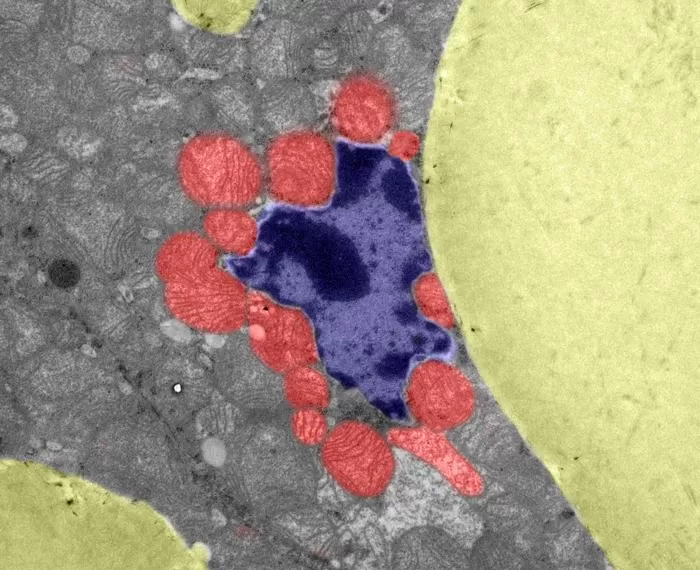 How mitochondrial stress softens the cell nucleus and alters cellular identity