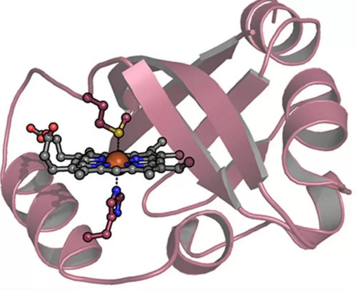 New protein therapy shows promise as first-ever antidote for carbon monoxide poisoning