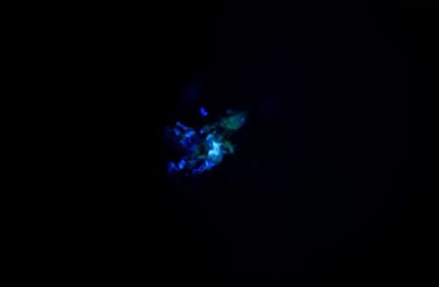 Johns Hopkins scientists grow novel ‘whole-brain’ organoid