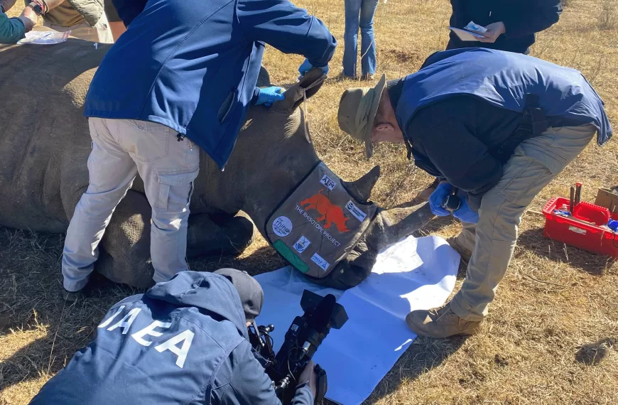 Nuclear Science and Nuclear Security Infrastructure to Protect Rare Rhinos: IAEA-Supported Project Marks a Milestone