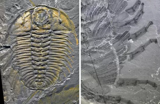 trilobite Olenoides serratus