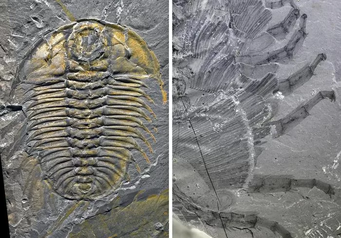 trilobite Olenoides serratus