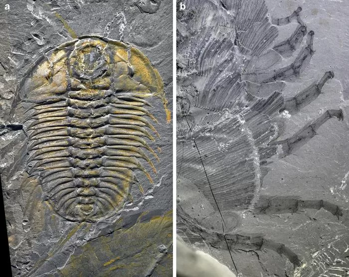 Ancient arthropods on the move: Unraveling the secret steps of the burgess shale trilobites
