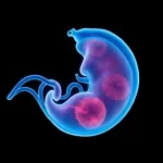 Human Fetal Tissue Research