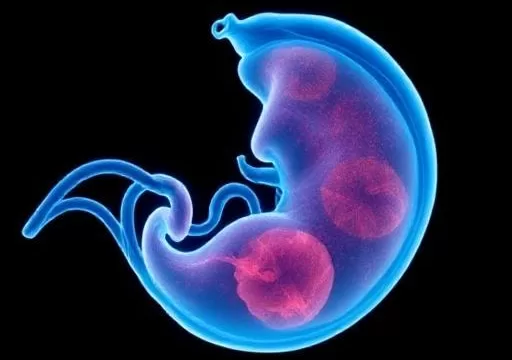 Human Fetal Tissue Research