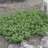 Portulaca oleracea on Nishinoshima