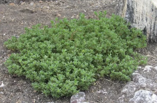 Portulaca oleracea on Nishinoshima