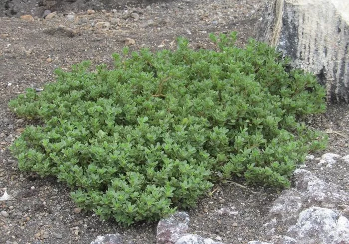 Portulaca oleracea on Nishinoshima
