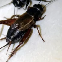 cropped1cricket