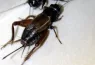 cropped1cricket