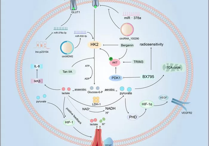 glucose metabolism