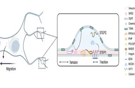 migrasomes11